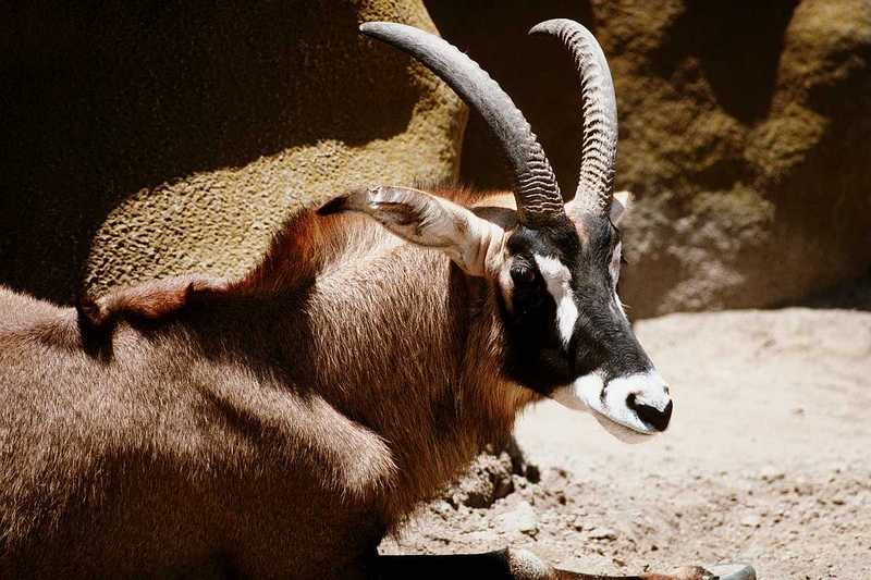 ANTELOPE - aee50324.jpg - Roan Antelope; DISPLAY FULL IMAGE.