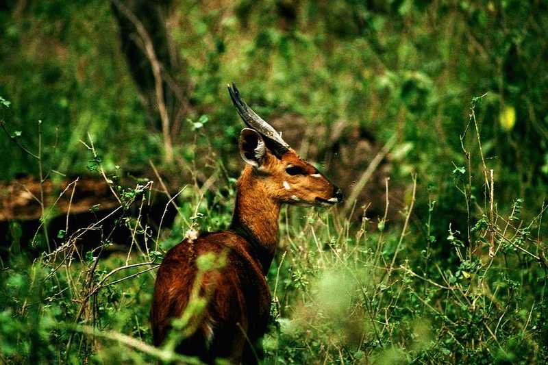 Identify this ANTELOPE - aee50326.jpg -- Bushbuck (Tragelaphus scriptus); DISPLAY FULL IMAGE.