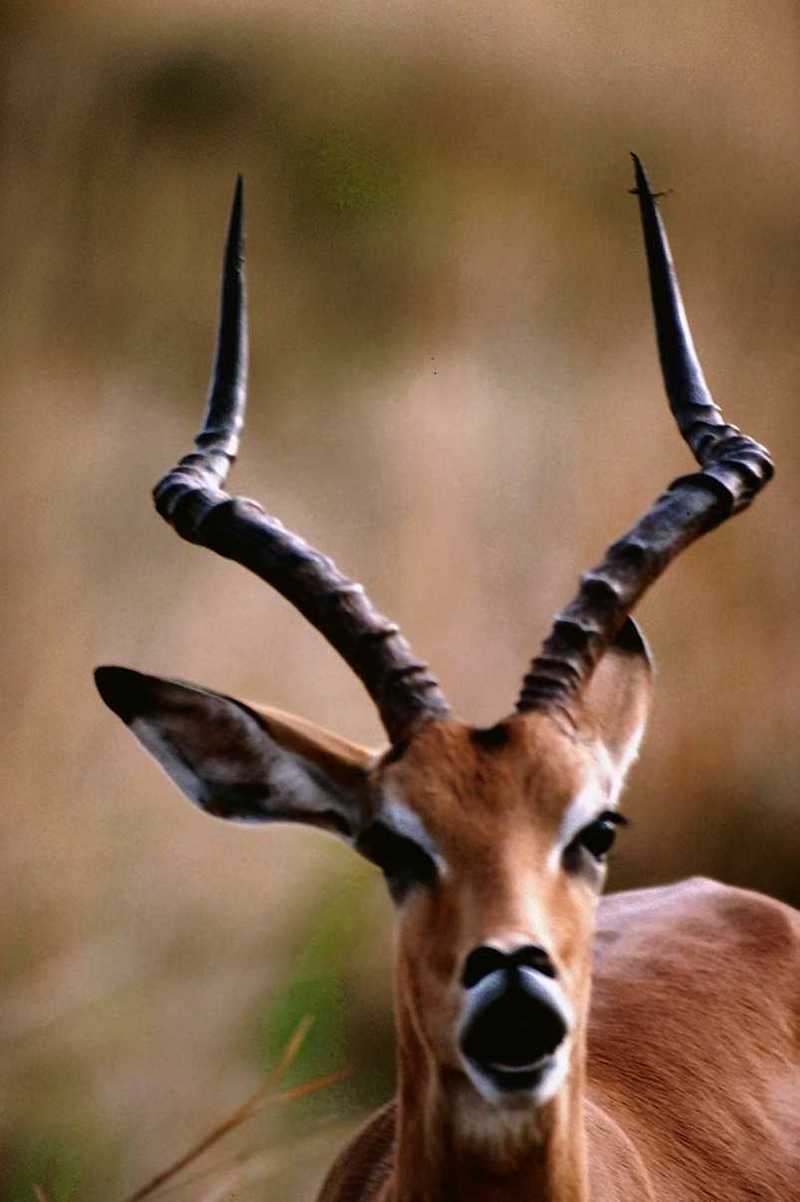 Identify this ANTELOPE - aee50327.jpg -- Impala; DISPLAY FULL IMAGE.