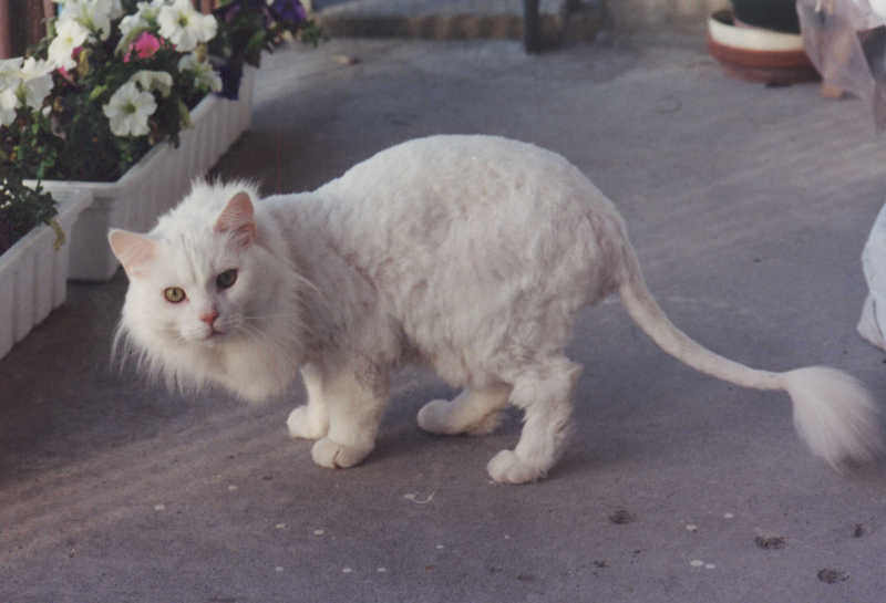 shaved cat: funny; DISPLAY FULL IMAGE.
