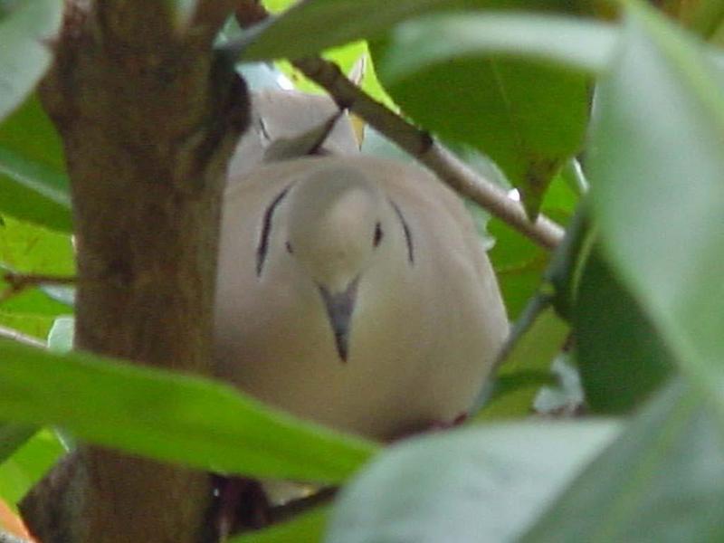 Turtle Dove; DISPLAY FULL IMAGE.
