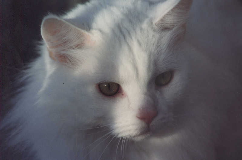 funny cat normal hair; DISPLAY FULL IMAGE.