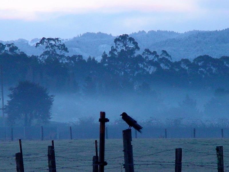 raven on a cold morning; DISPLAY FULL IMAGE.