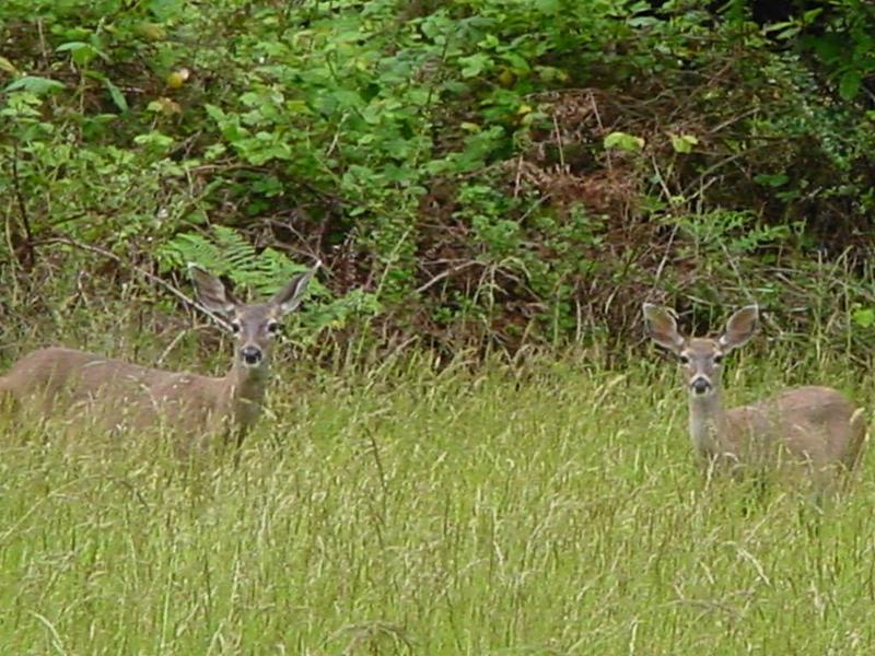 Deer; DISPLAY FULL IMAGE.