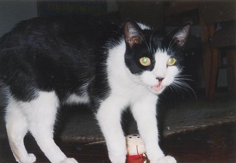 For Zeljko - Hissing Cat 157kb jpg; DISPLAY FULL IMAGE.