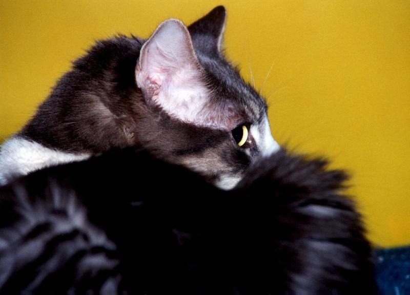 My Cat Zachary - p-zachary01.jpg(1/1) 112841 bytes; DISPLAY FULL IMAGE.