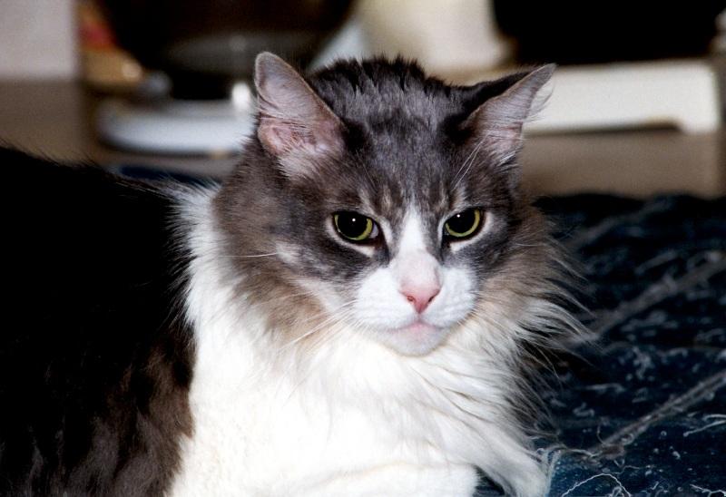 My Cat Zachary - p-zachary02.jpg(1/1) 128608 bytes; DISPLAY FULL IMAGE.