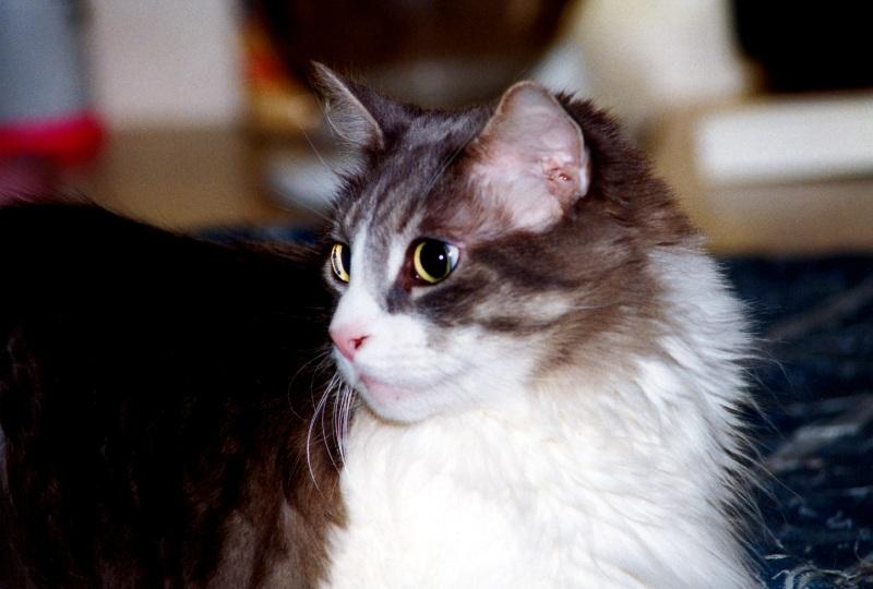 My Cat Zachary - p-zachary03.jpg(1/1) 109127 bytes; DISPLAY FULL IMAGE.