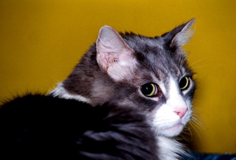 My Cat Zachary - p-zachary04.jpg(1/1) 121281 bytes; DISPLAY FULL IMAGE.