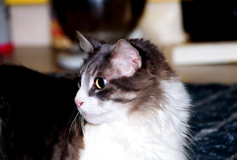 My Cat Zachary - p-zachary05.jpg(1/1) 112830 bytes; DISPLAY FULL IMAGE.