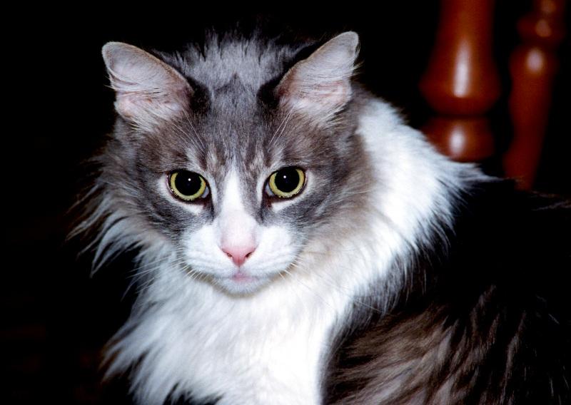 My Cat Zachary - p-zachary06.jpg(1/1) 118847 bytes; DISPLAY FULL IMAGE.