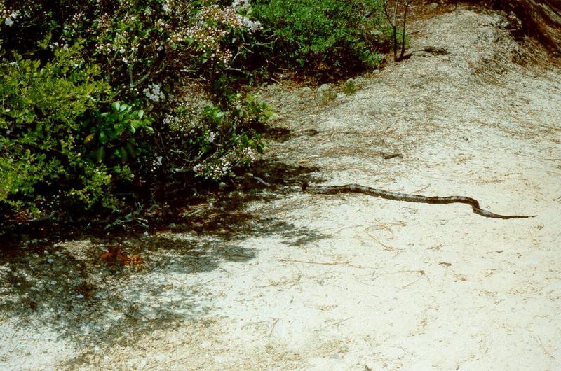 Snake and Kalmia - Aiken, SC - snake02.jpg; DISPLAY FULL IMAGE.