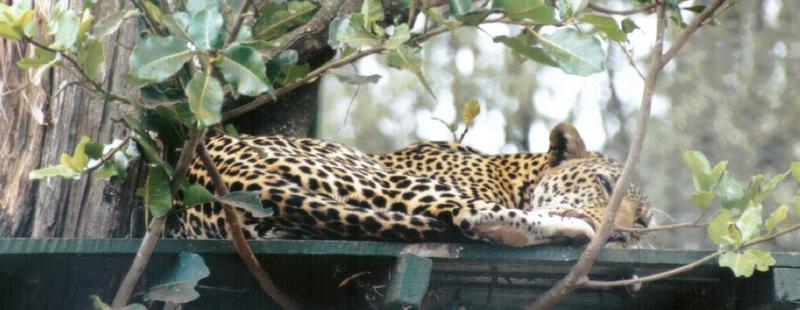 Re: More big cats from the Nairobi animal orphanage; DISPLAY FULL IMAGE.
