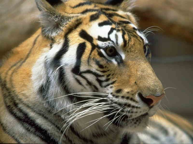white tigers; DISPLAY FULL IMAGE.