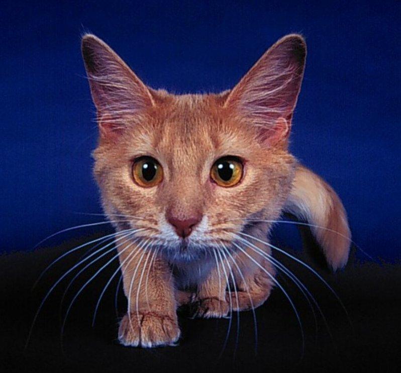 Cats - webshots10; DISPLAY FULL IMAGE.