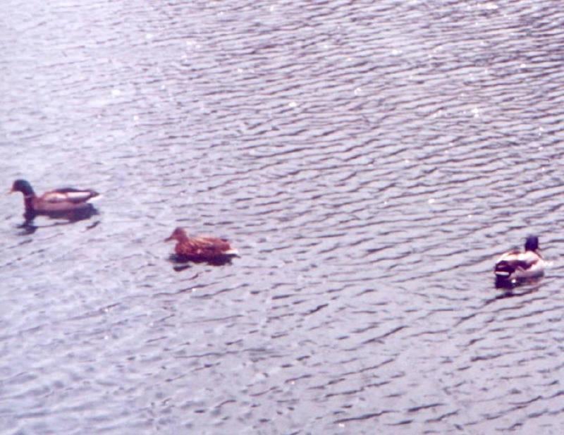 More Ducks in Indy; DISPLAY FULL IMAGE.