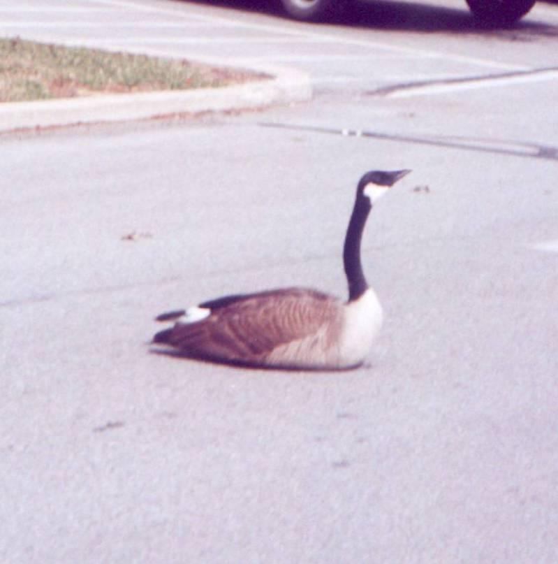 Goose 02; DISPLAY FULL IMAGE.