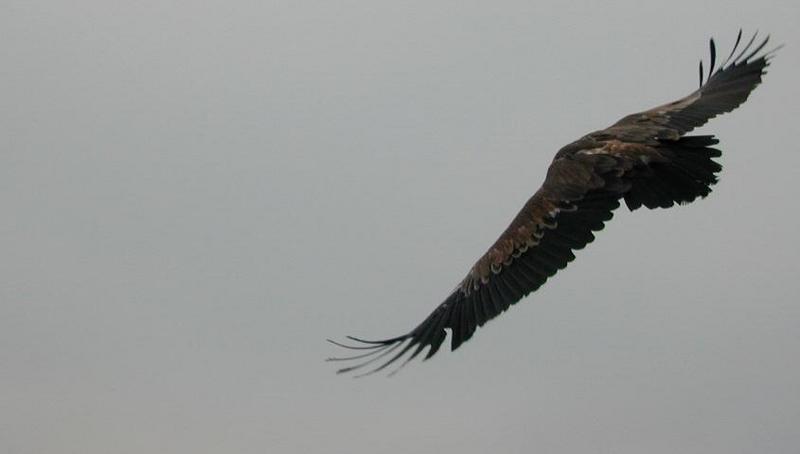 flying; DISPLAY FULL IMAGE.