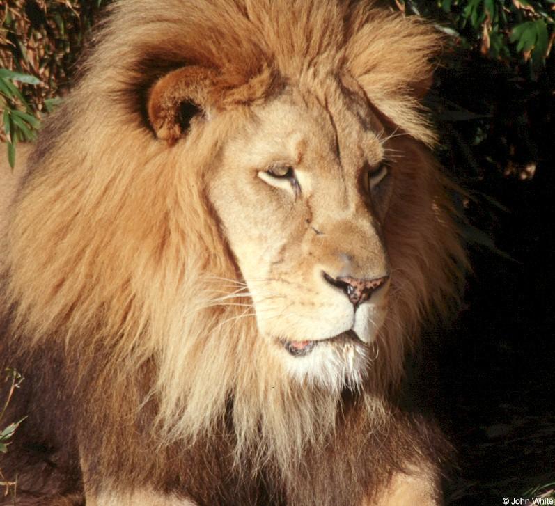 Lion #1; DISPLAY FULL IMAGE.