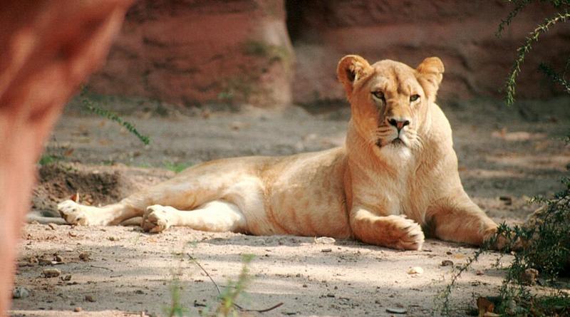 Hannover Zoo lioness again - same cat, different shot - 11 new pics on my web page; DISPLAY FULL IMAGE.