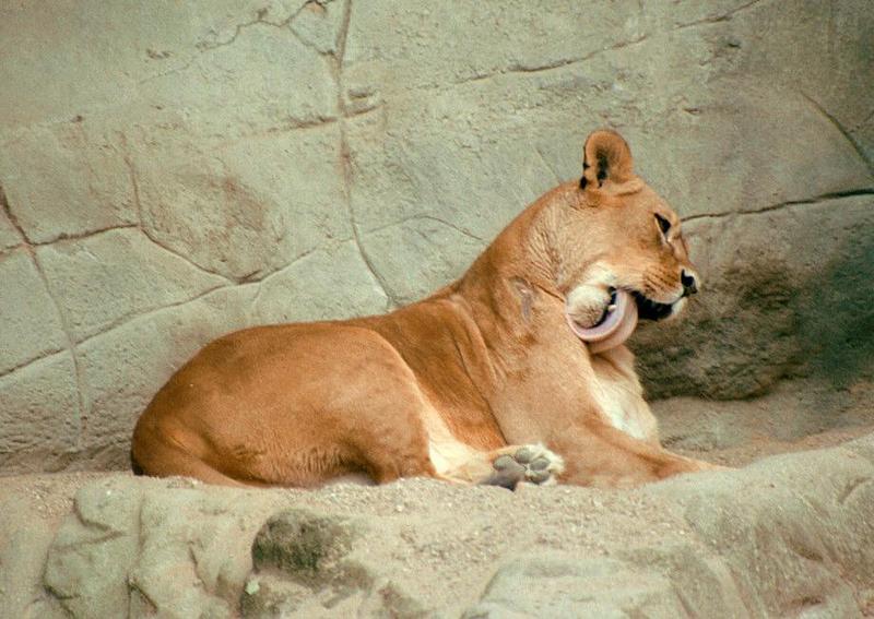 Cat wash in Hagenbeck Zoo - Lioness getting in shape for the photo; DISPLAY FULL IMAGE.