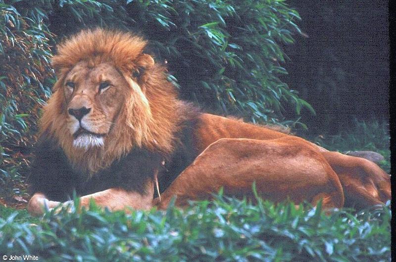 lion 1; DISPLAY FULL IMAGE.