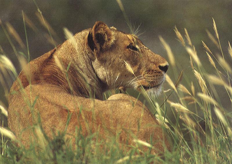 Visit Wildcare at the Australian Kaola Hospital. - lion02.jpg (0/1); DISPLAY FULL IMAGE.