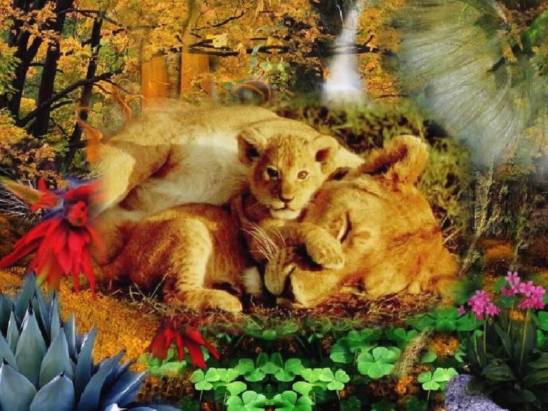 The Lion Sleeps Tonight; DISPLAY FULL IMAGE.