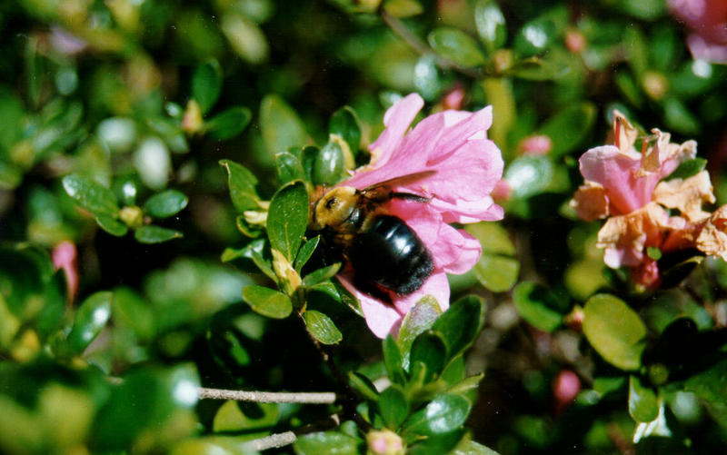 Azalea - Augusta, GA - azal37.jpg; DISPLAY FULL IMAGE.