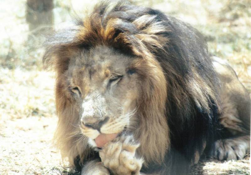 Black Maned Lion #1; DISPLAY FULL IMAGE.