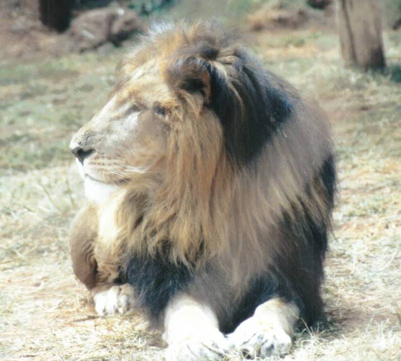 Black Maned Lion #2; DISPLAY FULL IMAGE.