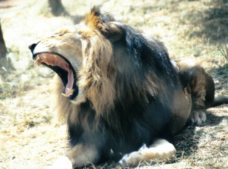 Black Maned Lion #3; DISPLAY FULL IMAGE.