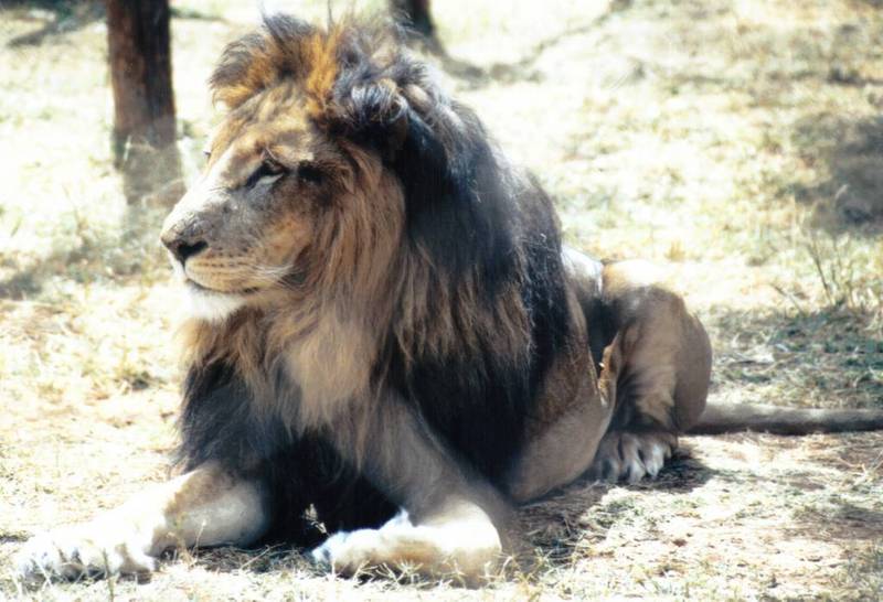 Black Maned Lion #4; DISPLAY FULL IMAGE.