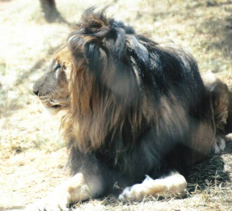 Black Maned Lion #5; DISPLAY FULL IMAGE.
