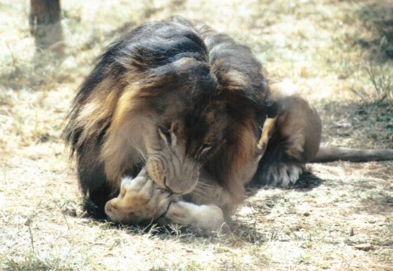 Black Maned Lion #6; DISPLAY FULL IMAGE.