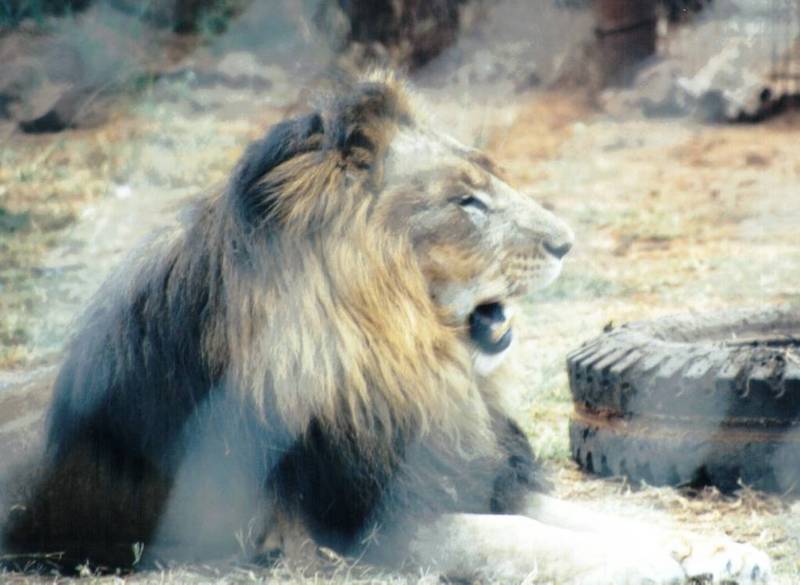 Black Maned Lion #7; DISPLAY FULL IMAGE.