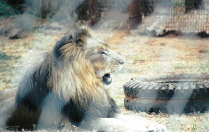 Black Maned Lion #8; DISPLAY FULL IMAGE.