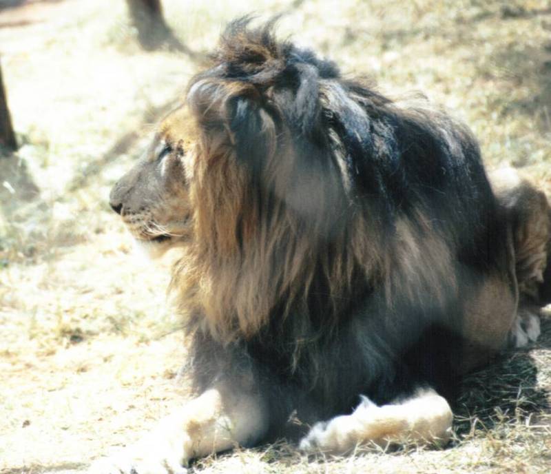 Black Maned Lion #10; DISPLAY FULL IMAGE.