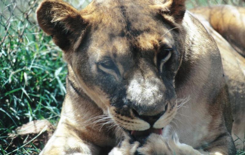 Black Maned Lioness #1; DISPLAY FULL IMAGE.