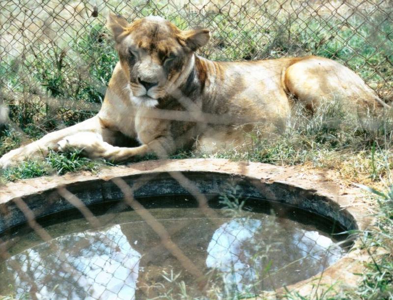 Black Maned Lioness #2; DISPLAY FULL IMAGE.