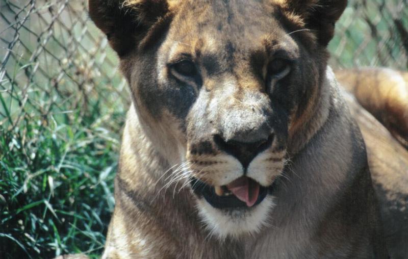 Black Maned Lioness #3; DISPLAY FULL IMAGE.