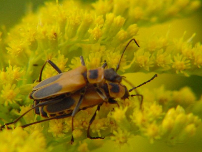 Mating Bugs; DISPLAY FULL IMAGE.