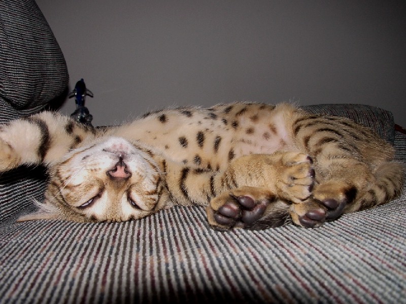 My Cat (Bengal); DISPLAY FULL IMAGE.