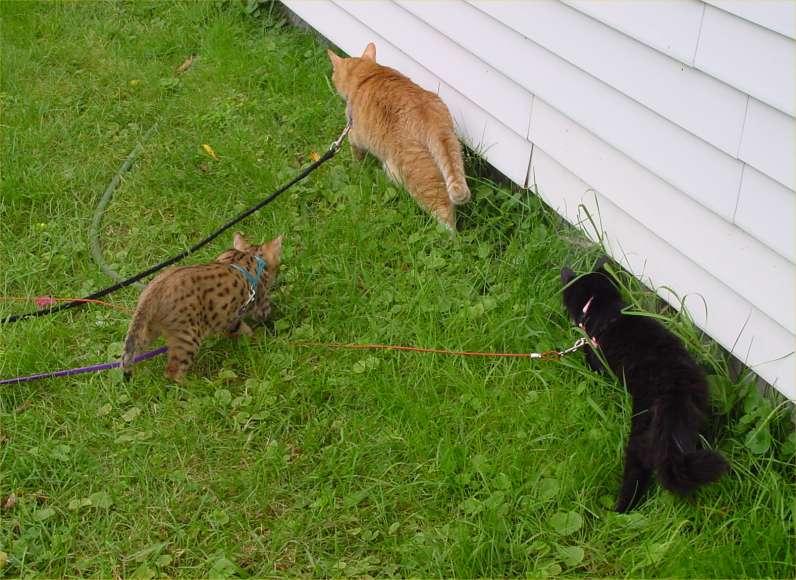 Cats - Warning: don't try this at home!; DISPLAY FULL IMAGE.