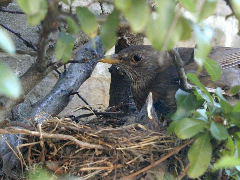 Common blackbird; DISPLAY FULL IMAGE.