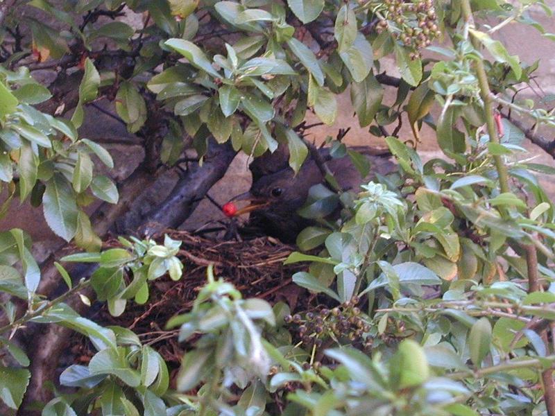 Common blackbird; DISPLAY FULL IMAGE.
