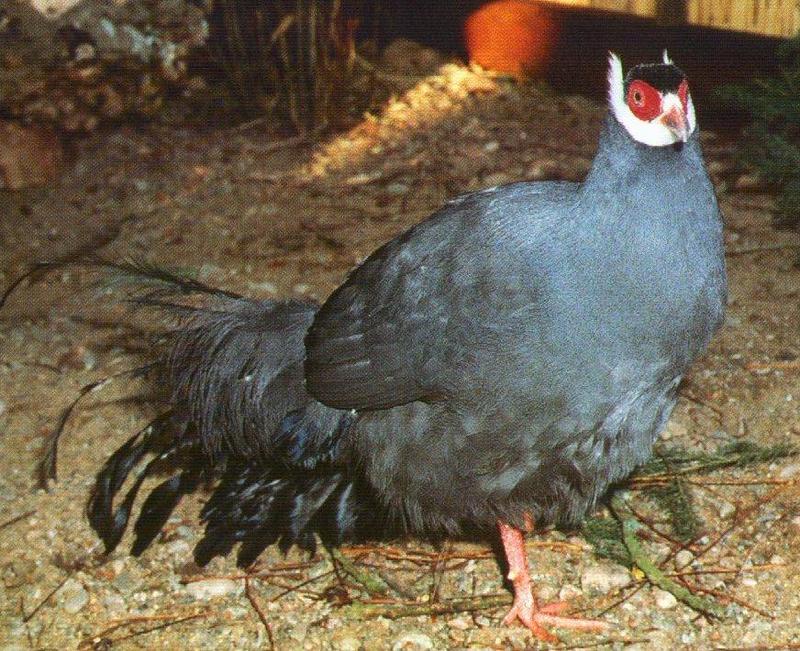 Blue Eared Pheasant; DISPLAY FULL IMAGE.