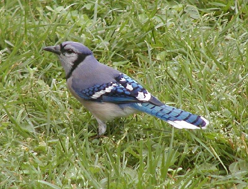 blue jay; DISPLAY FULL IMAGE.