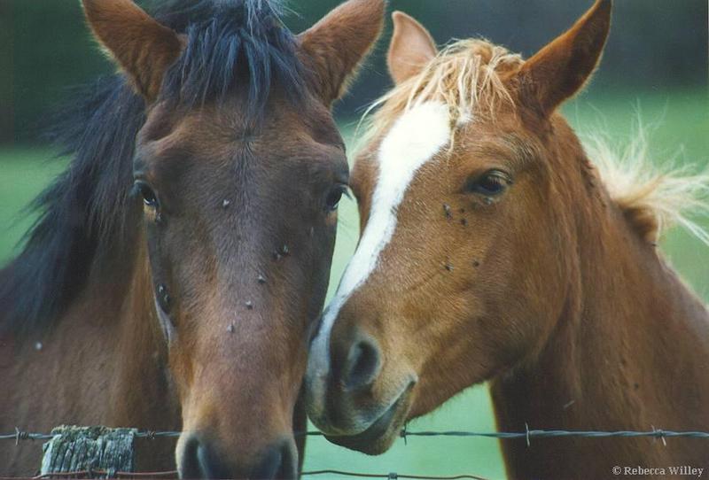horses being bugged; DISPLAY FULL IMAGE.