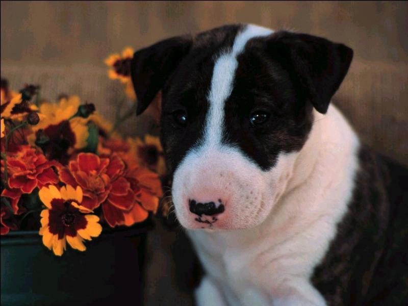 Re: Dog pictures; DISPLAY FULL IMAGE.